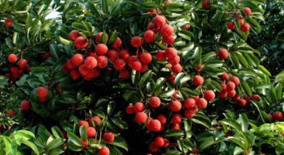 激发乡村活力！广州百家旅行社进乡村，探秘增城绿色宝地