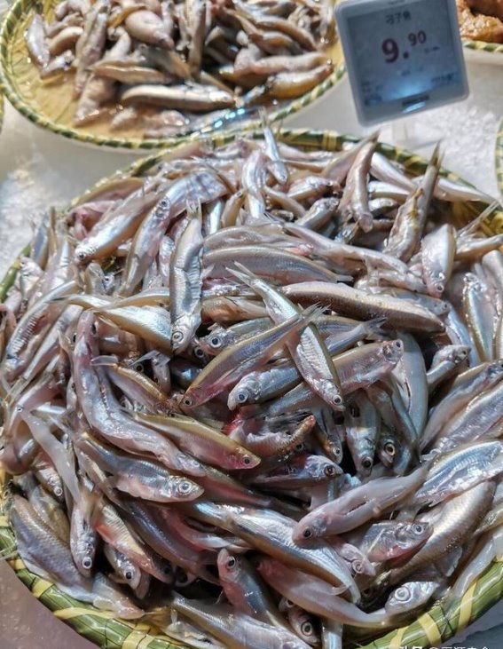 探秘猫咪的饮食习惯：喜欢与忌口