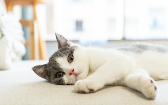养猫新手必读：如何选择适合的猫粮和补充营养