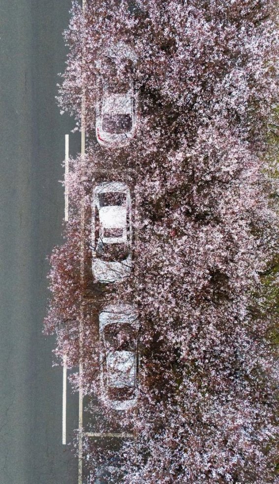 温江春日里盛开的红叶李花