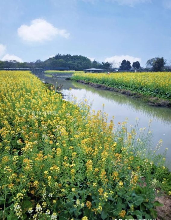 广州春日秘境：海傍水乡乐园的油菜花与黄花风铃木