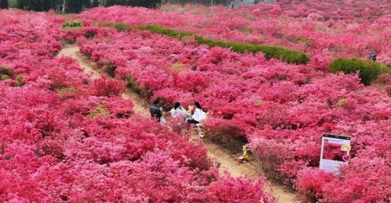 青岛西海岸新区琅琊镇杜鹃花海盛大开园，春日美景与文化交相辉映