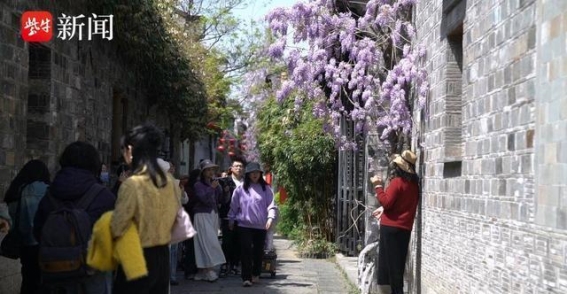 老门东紫藤花开，春日如诗如画