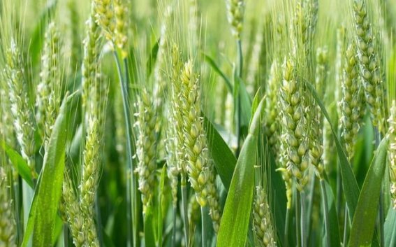 芒种节气养生指南，四个妙招让你轻松应对湿热天气