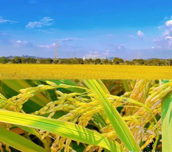 墨园村：穿越历史与自然的乡村秘境