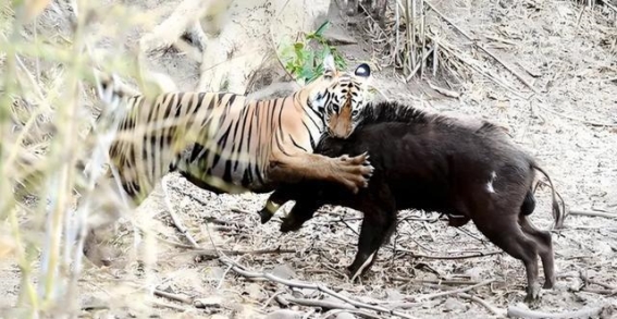 东北虎与野公猪：生死对决中的自然奇迹