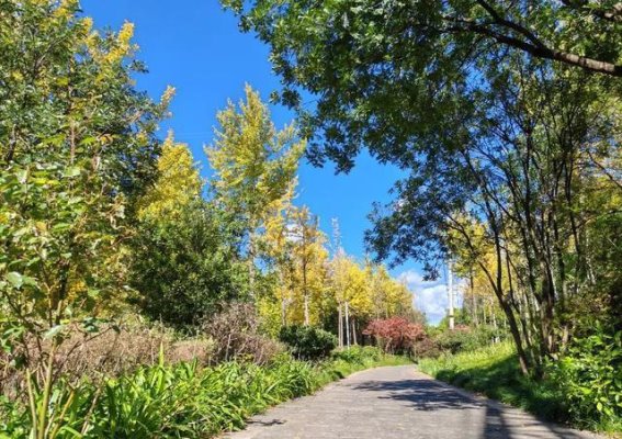 初冬的禄劝：银杏金黄，枫叶如火，温暖与诗意并存