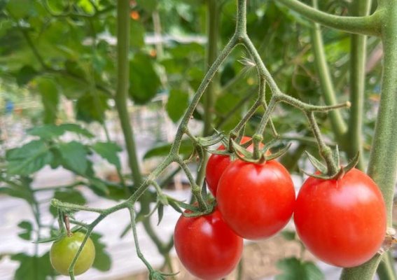 柳州的春天：一场与大自然亲密的邂逅