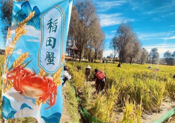 秋季田园乐趣：延庆阪泉体育公园的丰收体验