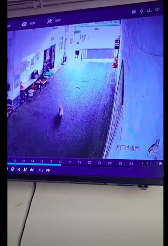 狗狗奇迹归家：流浪半个月后自行回家的感人故事