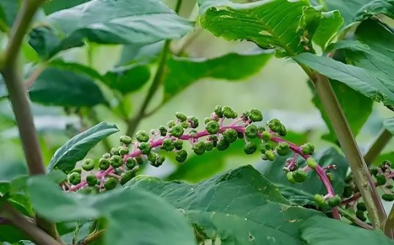 商陆——一味中药的深度剖析与临床应用