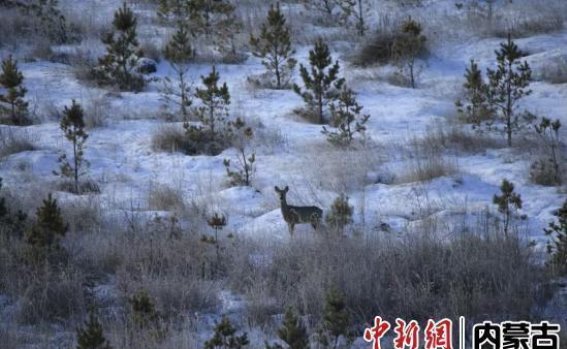 锡林郭勒太仆寺旗：生态之美与人类共生的典范