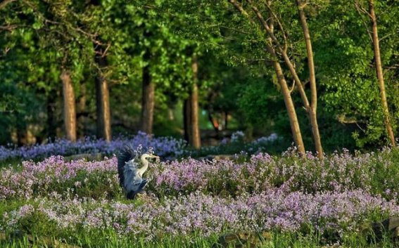 圆明园的春日记忆：在历史长河中漫步