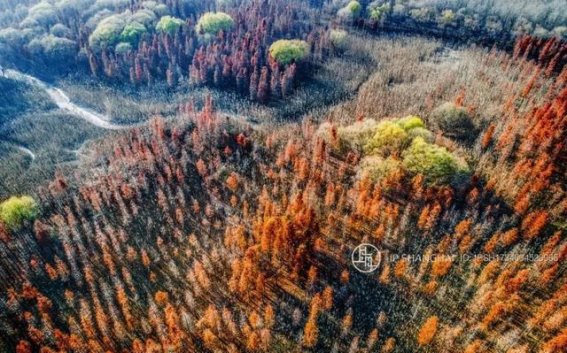 崇明冬日秘境，绝美湿地景色不容错过