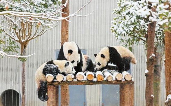 冬日四川，冰雪温泉的双重魅力