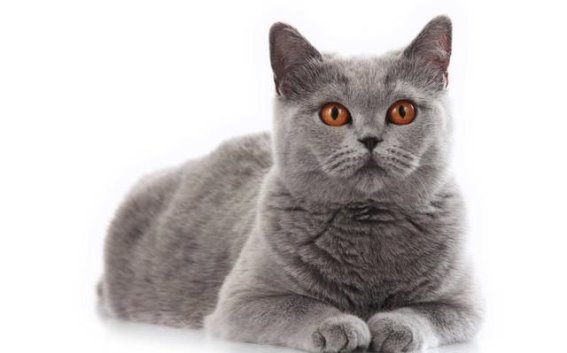 揭秘猫咪的八大超能力，看看你家的猫主子有几项？