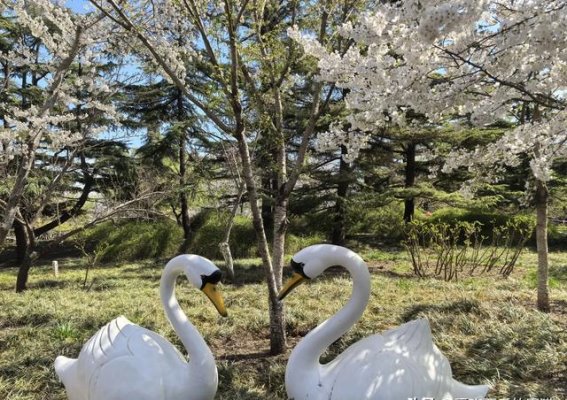 玉渊潭樱花与春日时光