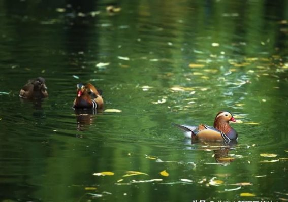 朝阳区再添3500亩生态新绿：人与自然的完美共生
