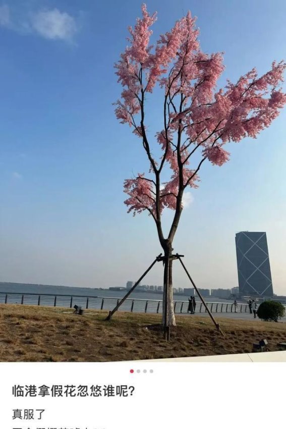 滴水湖“假樱花”事件：景区美化背后的真实与误导