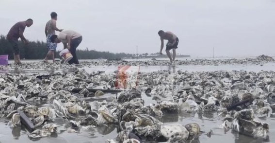 海鲜处理中的隐患：如何避免创伤弧菌的侵袭