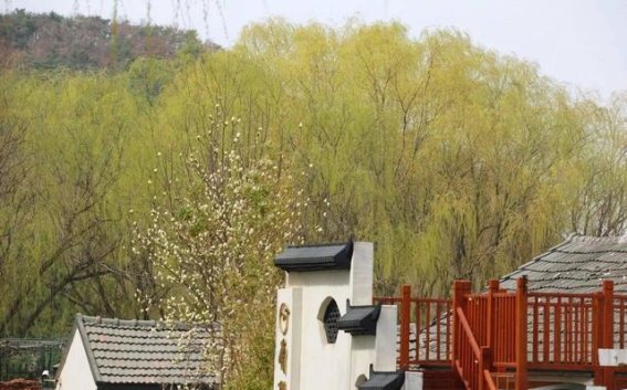 柳树把春天穿在了身上，带来无尽生机