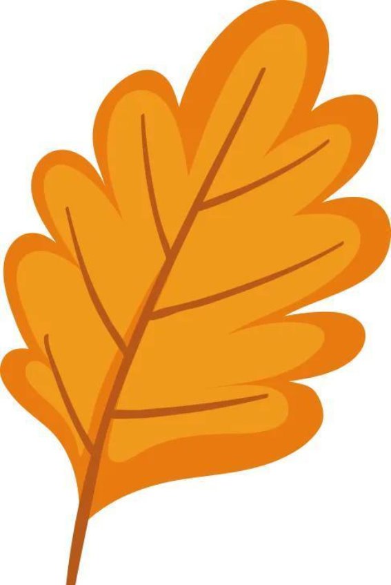 探寻神仙叶的奥秘：桑叶的多重功效与美味食谱