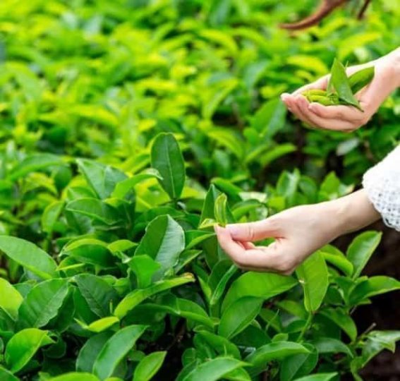 紫云·坝羊第二届采茶节：与春天共舞，体验茶叶的魅力