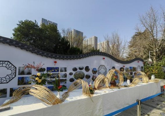 绿荫公园蜡梅文化节：雪中寒梅送暖春
