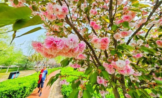 春日的减河公园，花海如诗绘就城市画卷