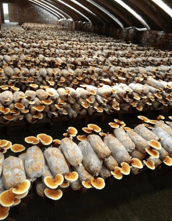 河南新乡：文旅融合驱动高质量发展，引领旅游业腾飞