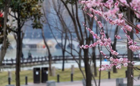 曲江池梅花盛放：春天的第一缕芳香