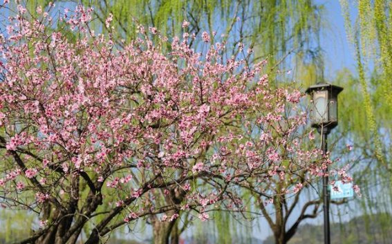 春游西湖，感受江南的诗意春光