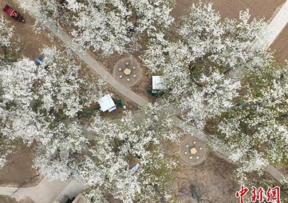 航拍宁夏中卫黄河畔梨花盛开如雪