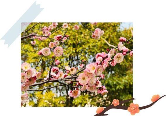 初春梅影，岁月之歌——一位老人追寻梅花的足迹