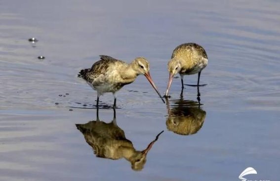 潍坊海边的秋日交响曲：黑尾塍鹬的和谐舞姿