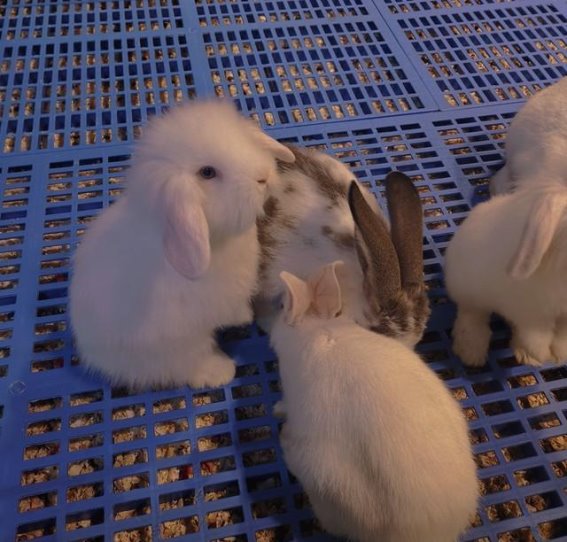 道真仡佬族苗族自治县的民间传说：山水间流淌的智慧与勇气