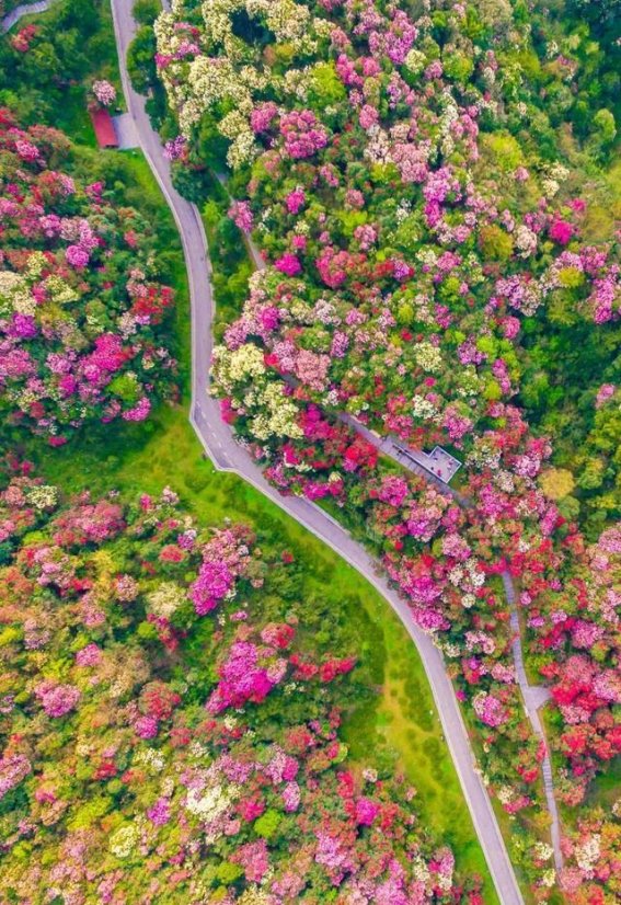 春日盛宴——百里杜鹃的奇幻花海