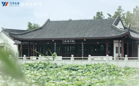 盐城夏日之美：探寻“阿勒泰”般的治愈之旅