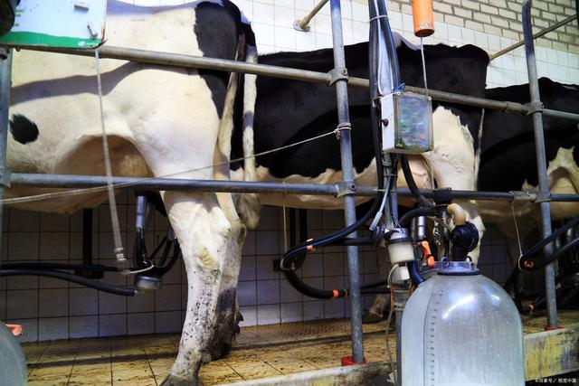 一头奶牛身上能收集到300升的甲烷气体，专家：可供轿车行驶一天