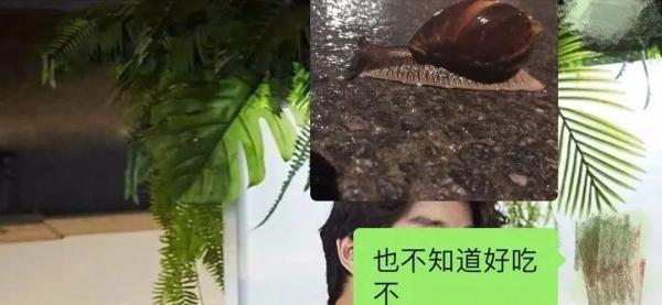 千万别碰！大雨后遍地爬的大蜗牛，寄生虫多到数不清