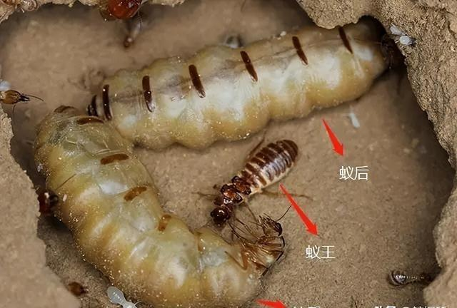 蚁后的命运：生育机器的悲剧