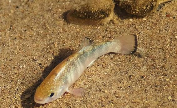 熊导航报道：探寻“死亡谷”中的顽強生命