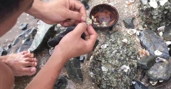 揭秘航母底部的“海鲜宝库”：藤壶的来历与命运