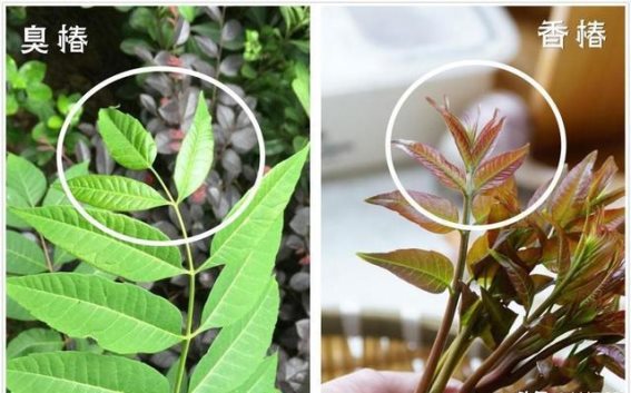 臭椿树：中美两国对待入侵物种的差异与启示