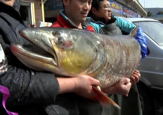 长江禁捕政策实施三年，巨型鱼群现象引发思考