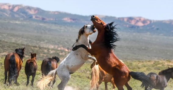 马蹄之谜：野马的自然奇迹与家马的文明困扰