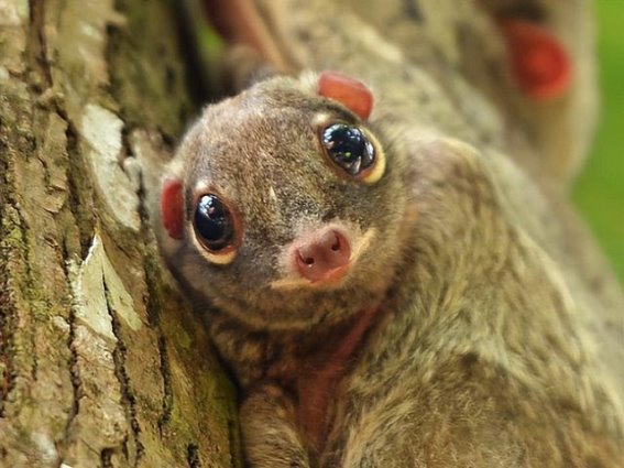 熊导航报道：飞狐猴的神秘滑翔世界：丛林中的独特生存之道