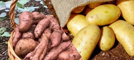 寒冬食补指南：囤这几种蔬菜，滋补又美味