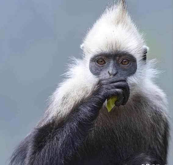 悬崖之巅的生命之舞：广西白头叶猴的生存传奇