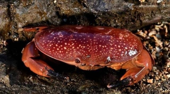 海洋之谜：致命螃蟹的危险真相揭秘